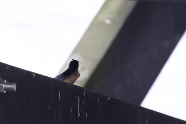 Hidden Observer in the Refuge