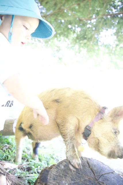 Child and Pig at Alemany Farm Earth Day Celebration