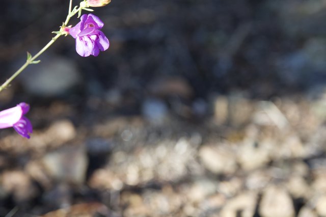 Purple Wildflowers Bloom on Rocky Mt. Diablo Trail