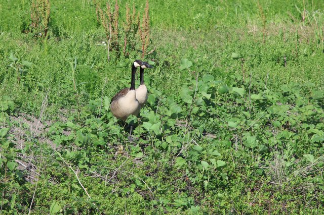 Canada Geese Pair Foraging in Wetland Vegetation
