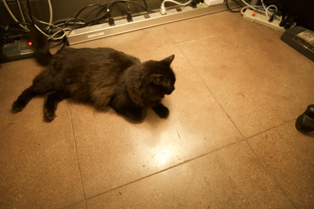 Moody Black Cat on Hardwood Floor