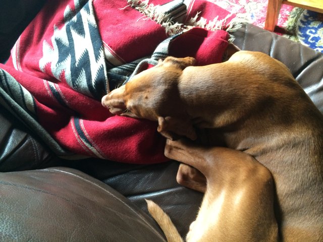Dreaming on a Ridgeback Couch