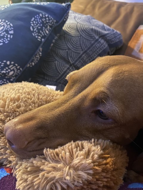 Cozy Canine on Cushion