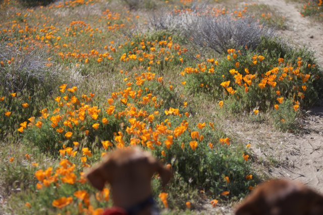 Poppies and Pup