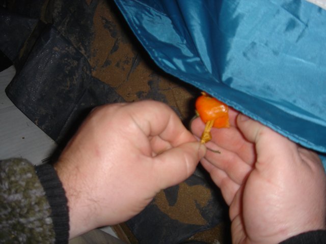 A Handful of Orange Joy