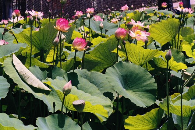 Field of Pink Lotus Flowers