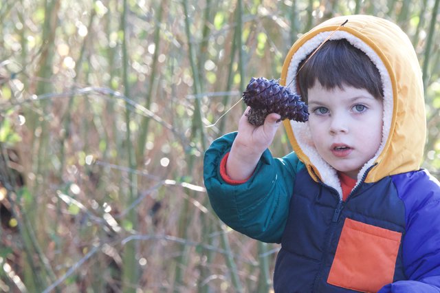 Young Explorer Discovers Nature's Treasure in Winter Forest