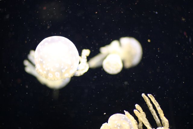 Underwater Jellyfish Gathering