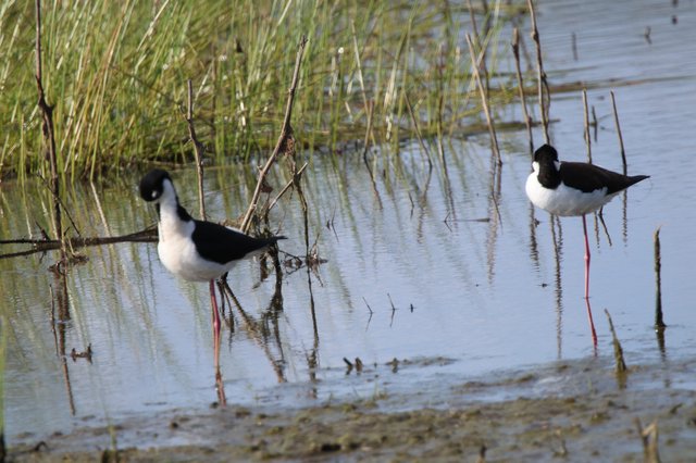 Black-necked Stilts Foraging in Shallow Wetland Waters