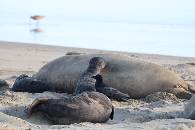 Elephant Seals Resting on Drakes Beach Shore