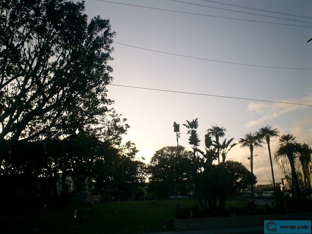 Sunset Silhouette of Palm Trees and Power Lines