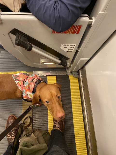 Well-dressed Hound on a Train