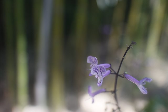 Purple Flower and Bamboo Plant
