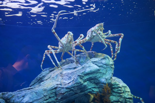 Two Crabs on a Rock in Penelope's Aquarium