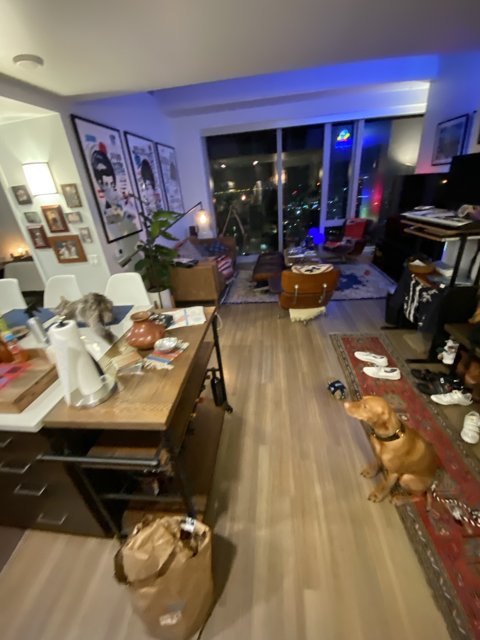 The Canine Interior Decorator