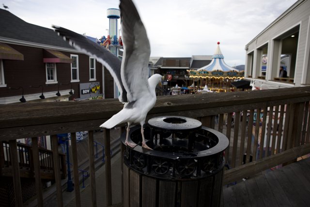 Urban Seagull Respite