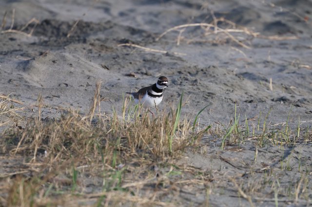 Killdeer Shorebird on Muddy Beach Habitat