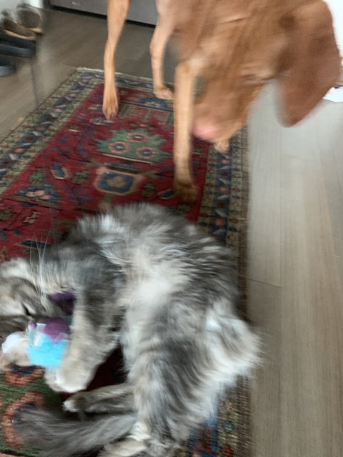 Furry Friends' Playtime on a Wooden Rug