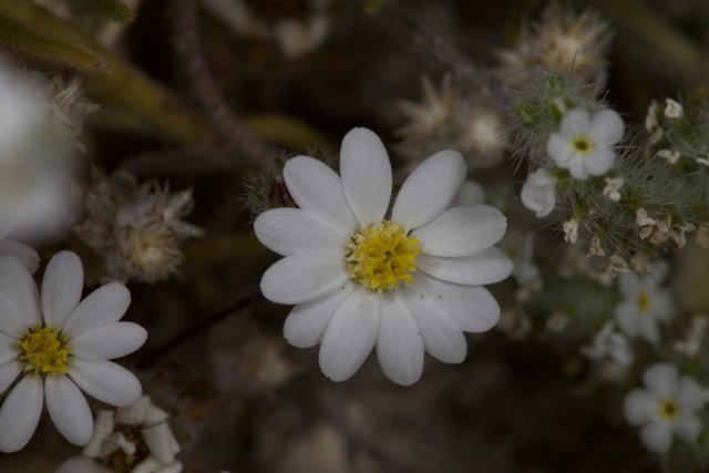 White Daisy Flower in Full Bloom