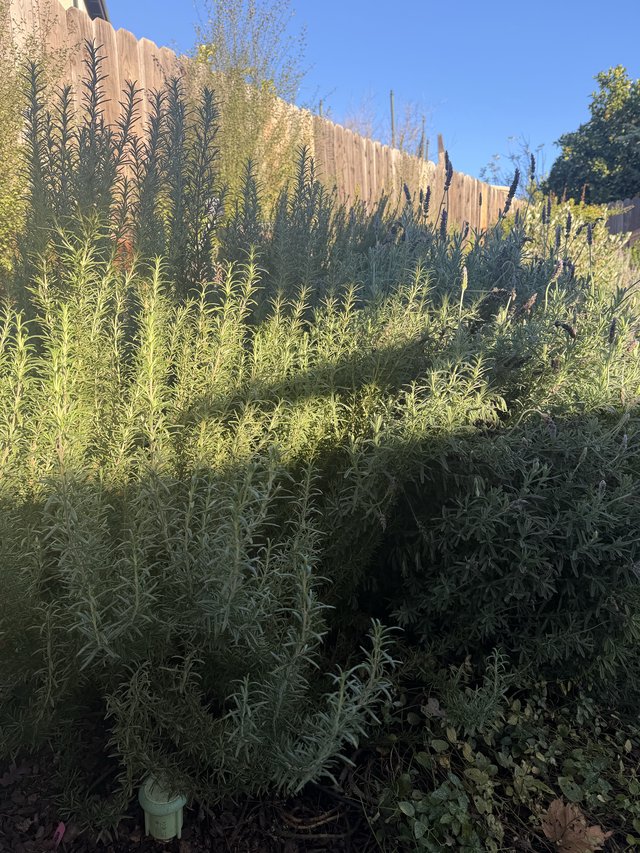 Overgrown Rosemary Garden Along Wooden Fence