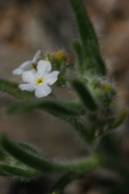 Tiny White Geranium Flower