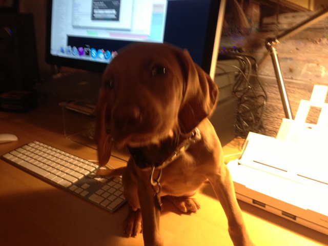 Canine Computer Assistant