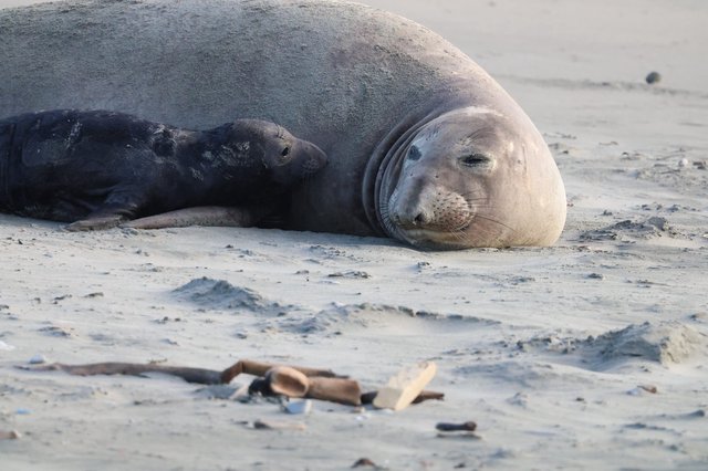 Northern Elephant Seal Resting on Sandy Beach
