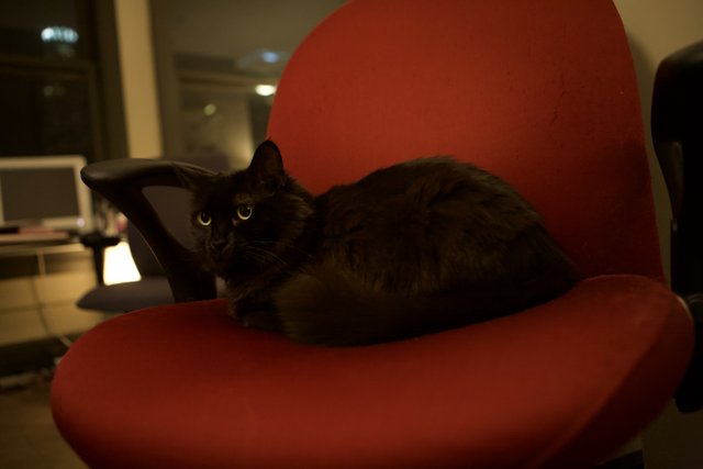 Red Chair, Resting Cat