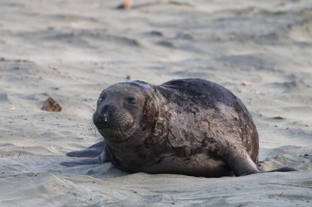 Young Elephant Seal Pup Resting on Sandy Beach