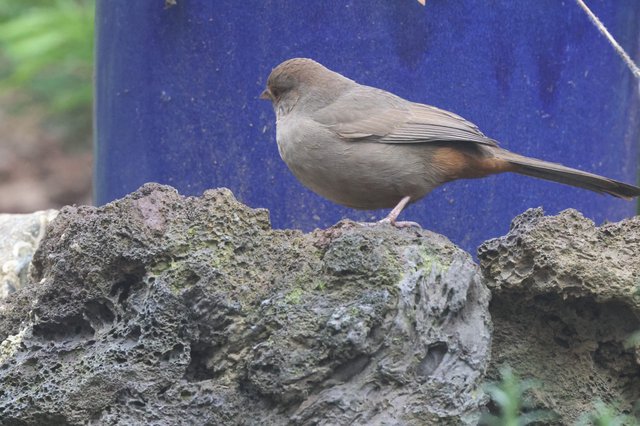Dark-Eyed Junco Perched on Weathered Stone