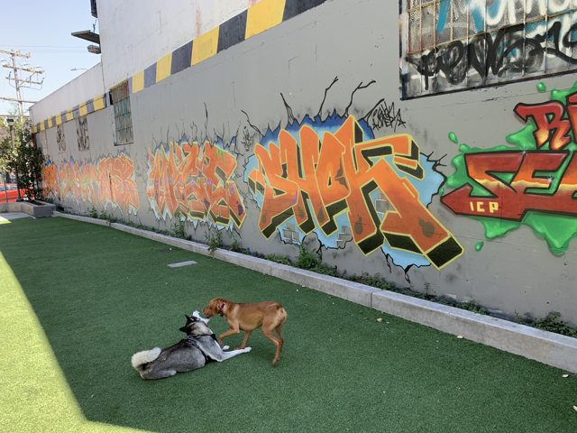 Playful Pups and Graffiti Wall