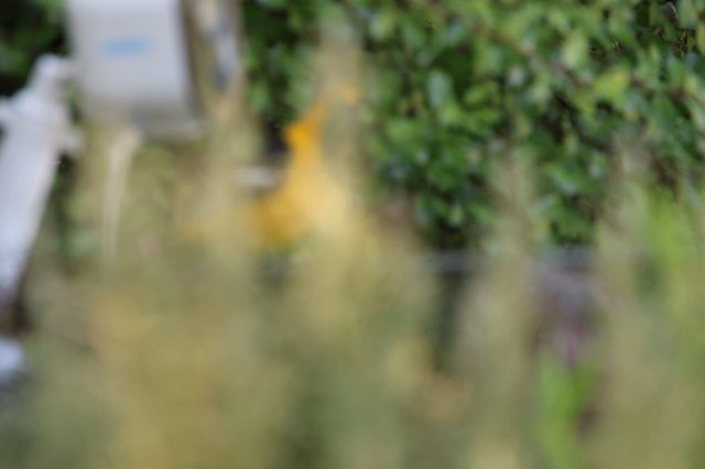 Out of Focus Garden Scene with Yellow Accent