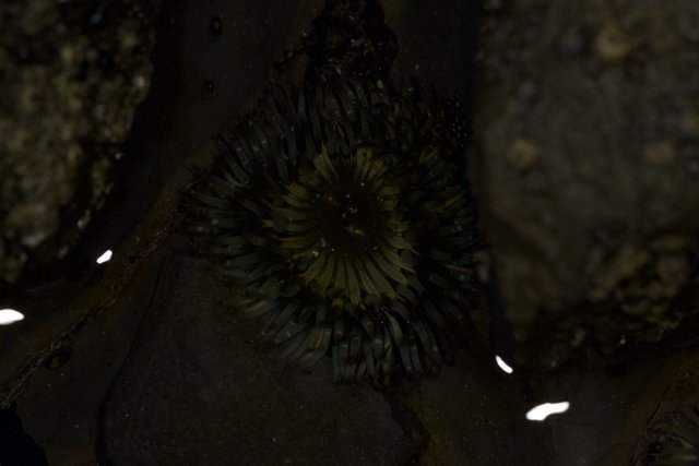 Sea Urchin and Anemone in Rocky Reef