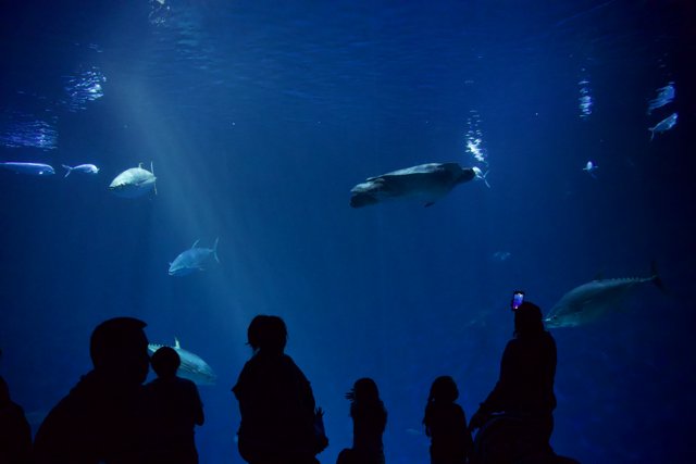 Captivating Encounter at Monterey Bay Aquarium