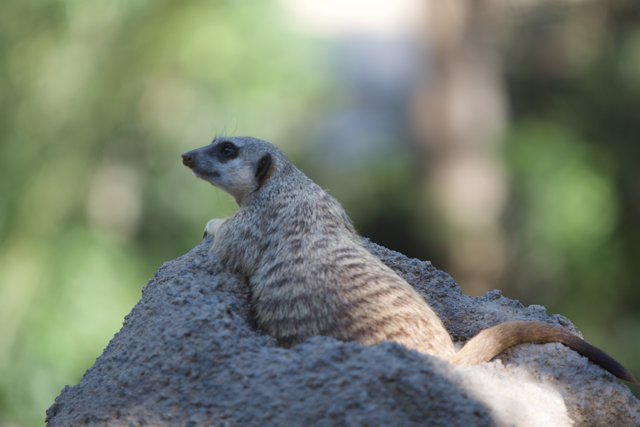 Pensive Meerkat on the Rocks