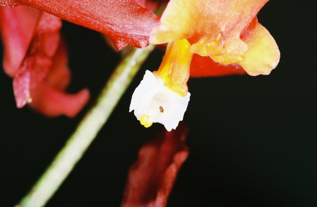 White-Centered Flower Close Up