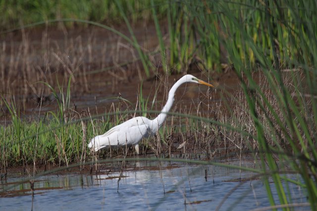 Great Egret Hunting in Wetland Marsh Grass