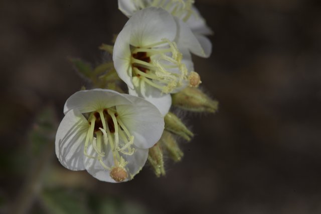 White Flowers with Brown Stamens