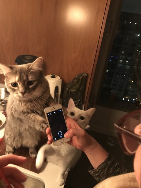 Cat Takes Over Phone Duty