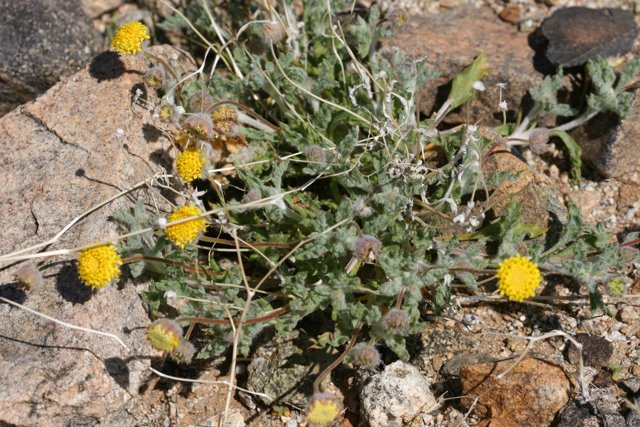 Yellow daisy plant thriving on rocky terrain