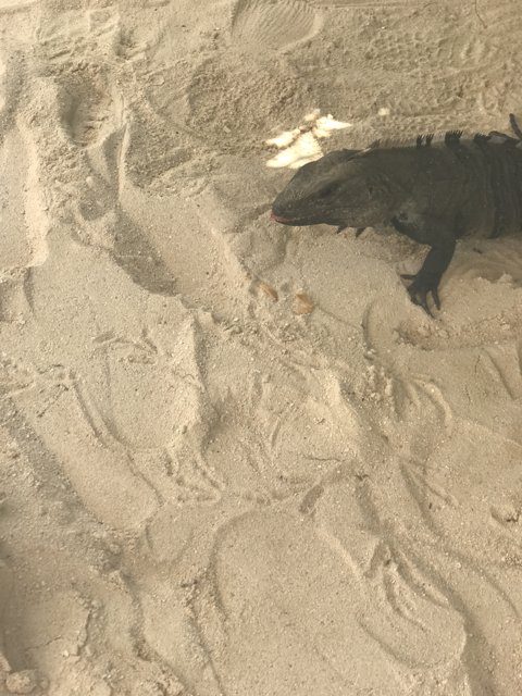 Iguana Lounging on the Sand