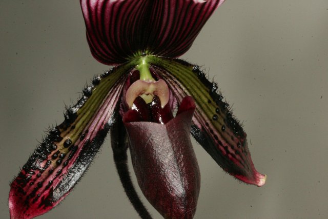 Red and Black Orchid Blooms