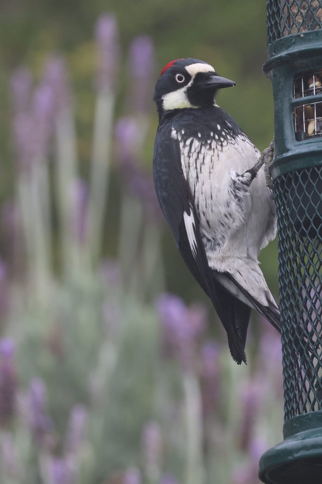 Acorn Woodpecker Feeding at Garden Bird Feeder