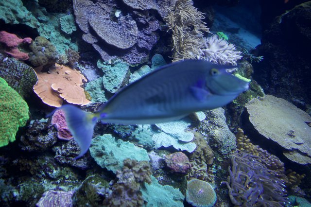 Blue Fish Swimming Through Vibrant Coral Reef