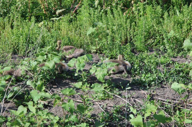 Young Goslings Foraging Among Garden Vegetation at Yolo Bypass
