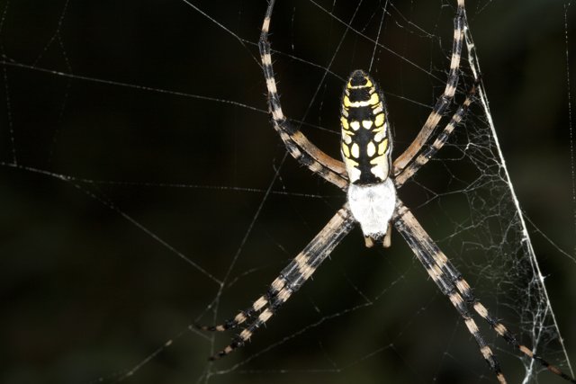 Garden Spider in its Web