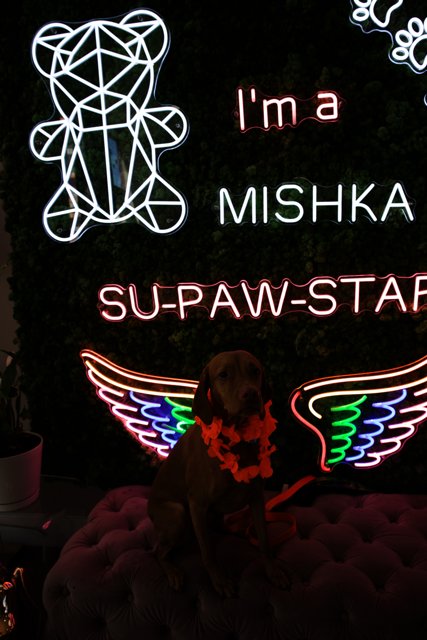 Neon Vibes with Furry Friend