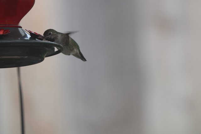 Anna's Hummingbird Feeding at Backyard Feeder
