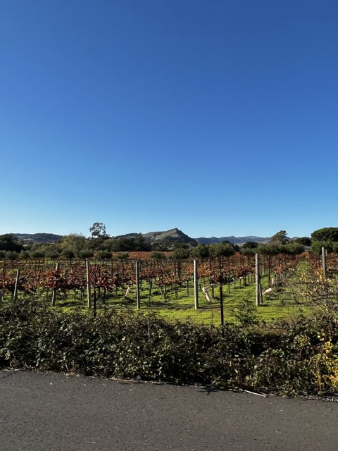 Serene Vineyard in Napa