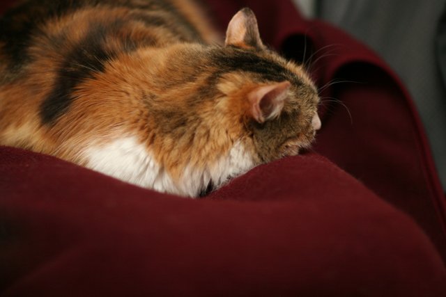 Feline Relaxation on a Cozy Red Blanket